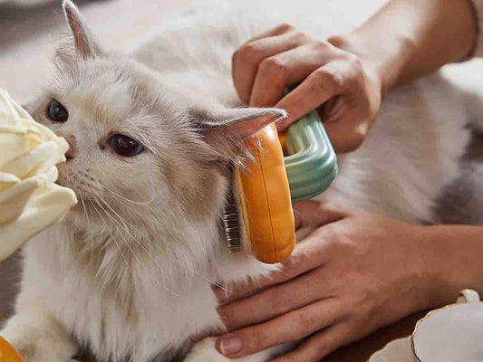 Essential Grooming Brushes for New Cat Owners